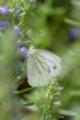 2014-07-07 Vlinders bij de Immenhof